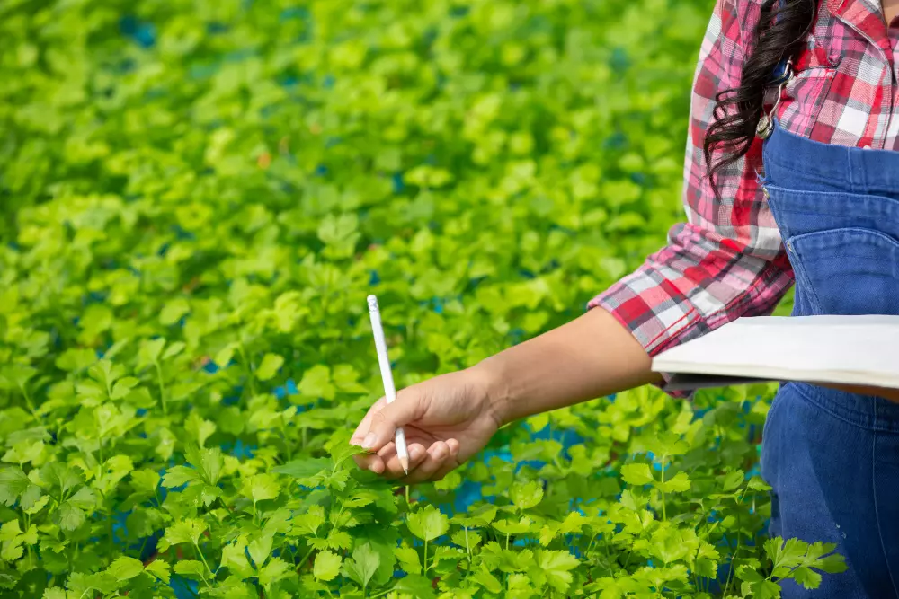 Monitoramento agrícola de campo